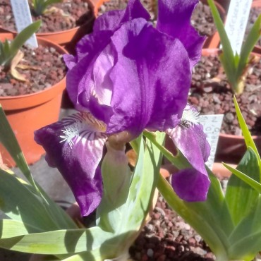 Iris lutescens Capo d'Uomo,...