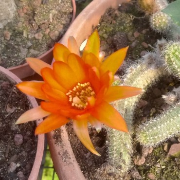 Chamaecereus silvestrii