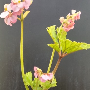 Begonia carolinaefolia