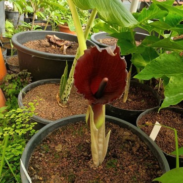 Sauromatum giganteum (Typhonium giganteum