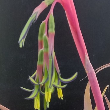 Billbergia nutans