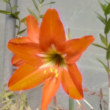 Hippeastrum reginae Bolivia