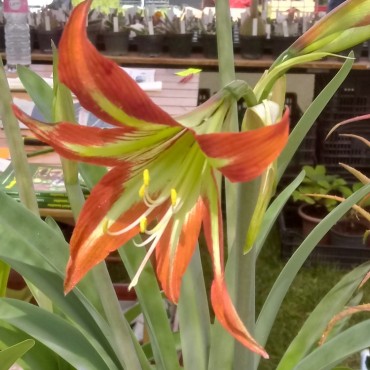 Hippeastrum iguazuanum x...