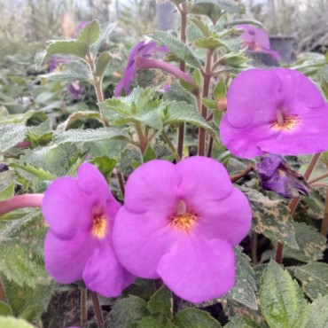 Achimenes skinneri