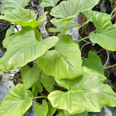 Englerarum montanum...