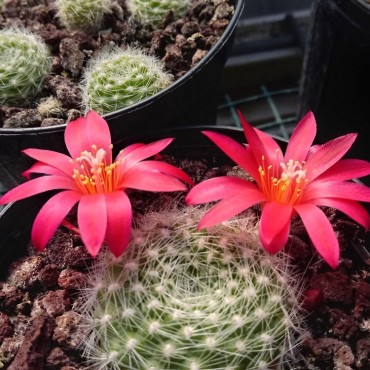 Rebutia minuscula var....