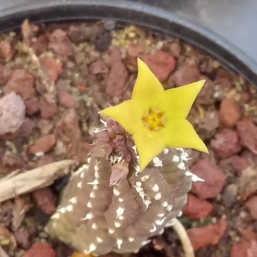 Echidnopsis x hybrida VC5