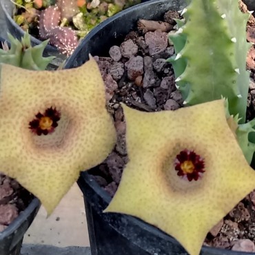 Huernia x hybrida VC7...