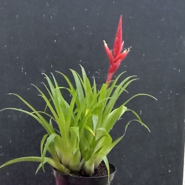 Vriesea x multiflora 'Astrid'