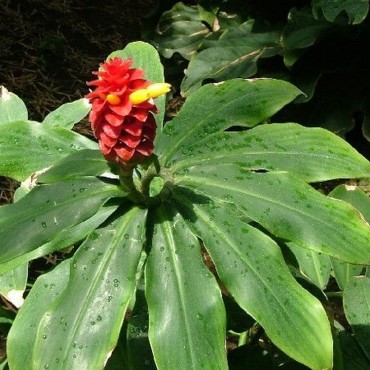 Tapeinochilos ananasse