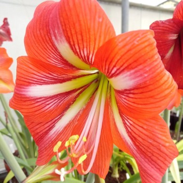 Hippeastrum x hybrida Red