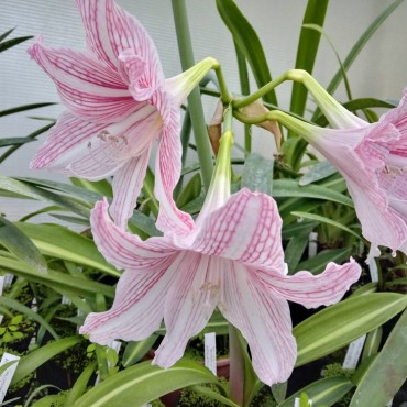 Hippeastrum reticulata x...
