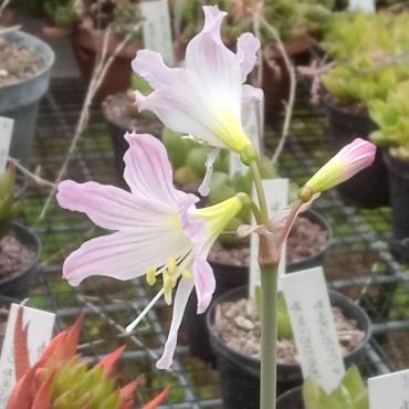Hippeastrum idimae Cardoso...