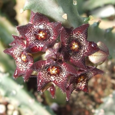 Apteranthes joannis clone 1...