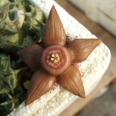 Duvalia sulcata subsp....