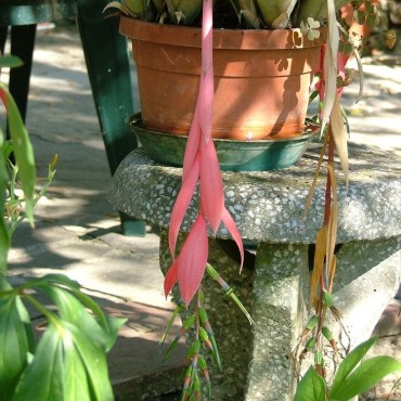 Billbergia x windii