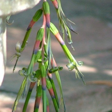 Billbergia x windii