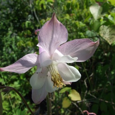 Aquilegia x hybrida