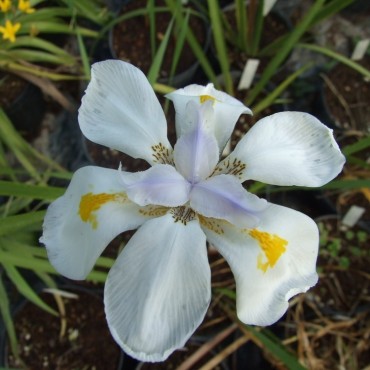 Tectiris tectorum var. alba  (Iris tectorum var. alba)