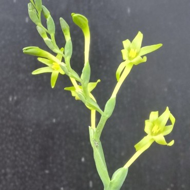 Freesia viridis