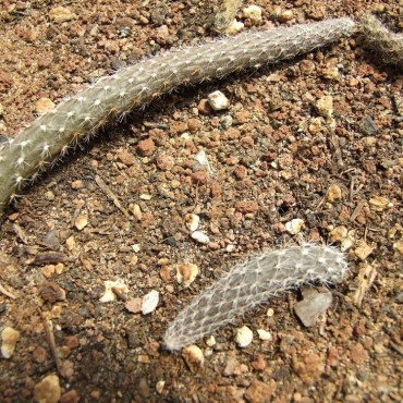 Pterocactus megliolii...
