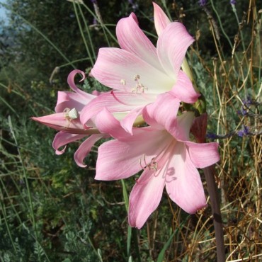 Amaryllis belladonna