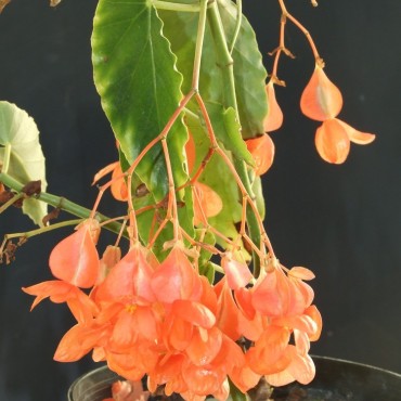 Begonia coccinea