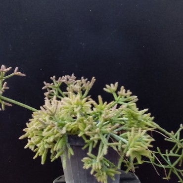 Rhipsalis teres f. prismatica