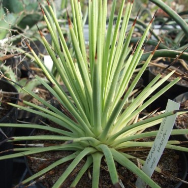 Agave striata f. minima