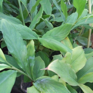 Elettaria cardamomum...