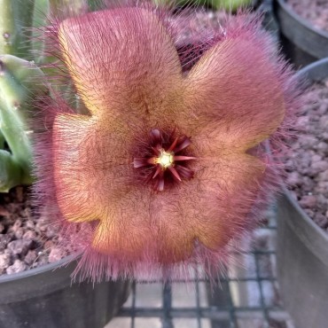 Stapelia grandiflora x hybrida