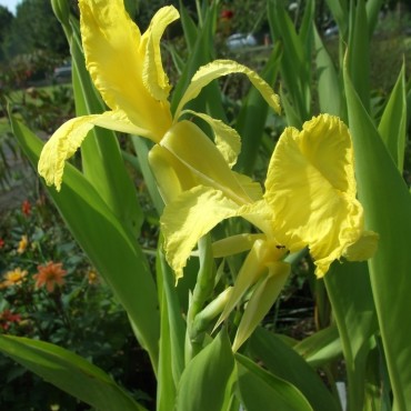 Canna flaccida