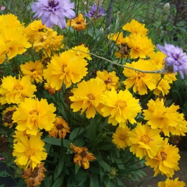 Coreopsis lanceolata...