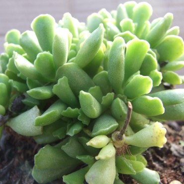 Adromischus cristatus Wildform