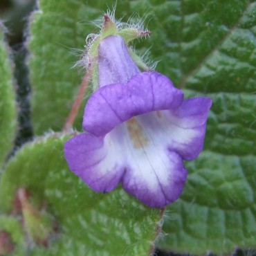 Eucodonia andrieuxii