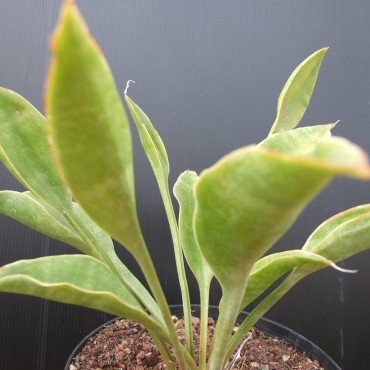 Sansevieria concinna...