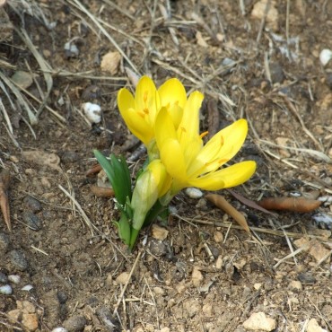 Sternbergia lutea