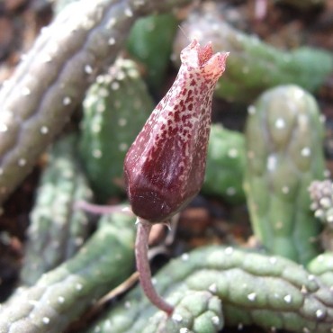 Echidnopsis squamulata Near...