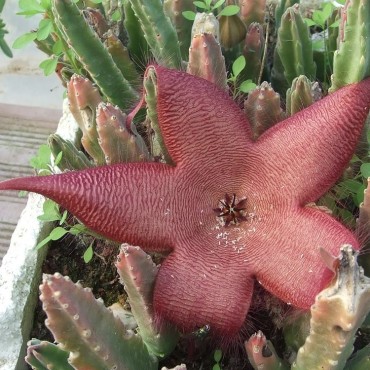 Stapelia asterias