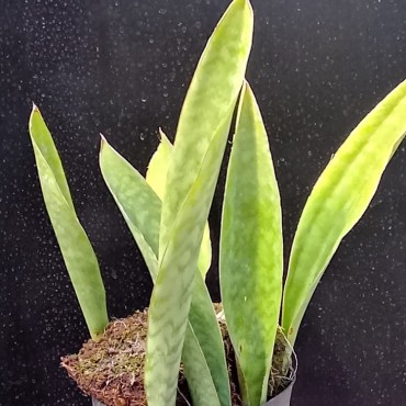 Sansevieria trifasciata (Dracena trifasciata)