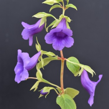 Sphaerorrhiza sarmentiana