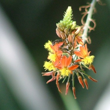 Bulbine frutescens 'Hallmark'