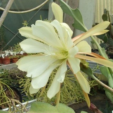 Disocactus crenatus var....