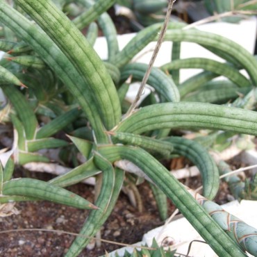 Sansevieria sp. Lavranos...