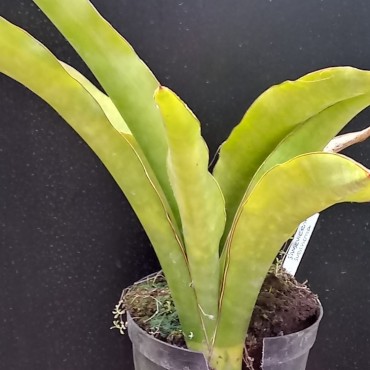 Sansevieria subspicata...