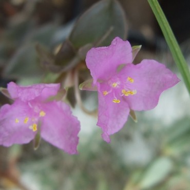 Callisia navicularis...