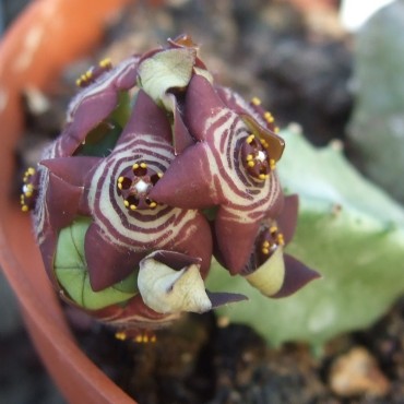 Apteranthes europaea var....