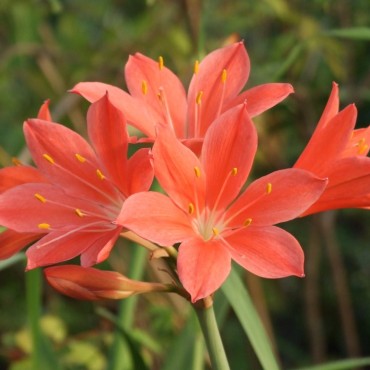 Cyrtanthus elatus (Vallota...