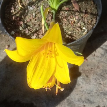 Hemerocallis middendorffii