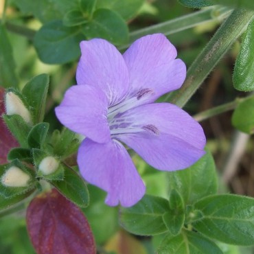 Barleria obtusa